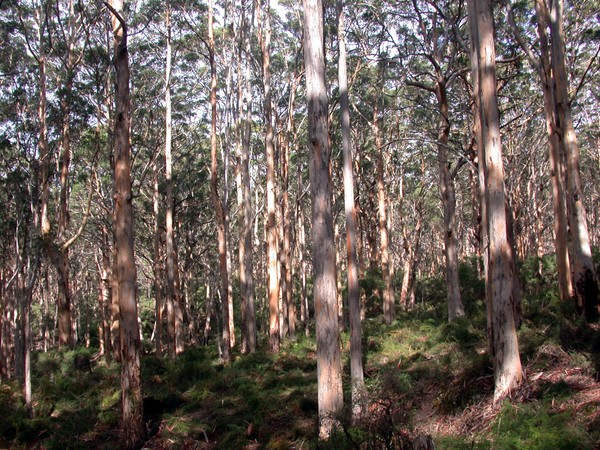 Karri Forest